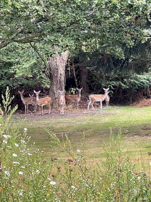 Springfield Lodge - Adorable New Forest 1-Bedroom Guest House ริงวูด ภายนอก รูปภาพ